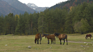 Картинка животные лошади луг лес