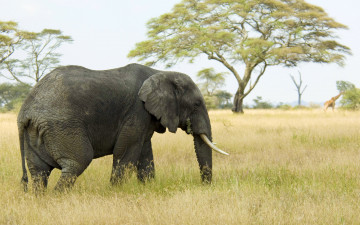 Картинка животные слоны слон