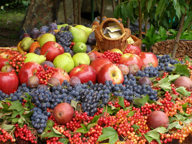Обои картинки фото еда, фрукты, ягоды, калина, виноград, яблоки, груши, сливы, урожай