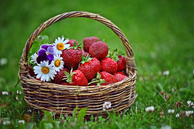 Обои картинки фото еда, клубника, земляника, ягоды, корзина, цветы, ромашки, клевер, трава, лужайка