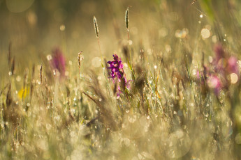 Картинка природа макро блики трава цветы роса лето луг