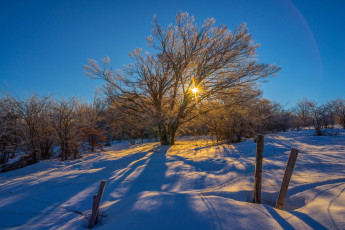 Картинка природа зима свет снег дерево поле