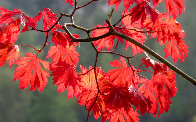 Обои картинки фото природа, листья, осень, ветка, багрянец