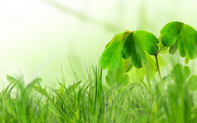 Обои картинки фото природа, макро, трава, кустик, зелень, весна