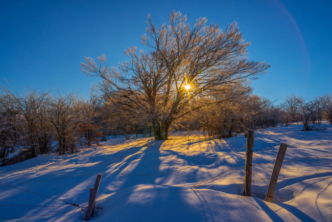 Обои картинки фото природа, зима, свет, снег, дерево, поле
