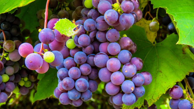 Обои картинки фото природа, ягоды,  виноград, спелые, грозди, виноград