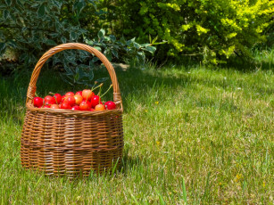 Картинка еда вишня +черешня трава корзинка ягоды черешня