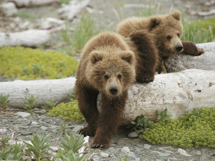 Картинка alaskan playtime brown bear cubs животные медведи