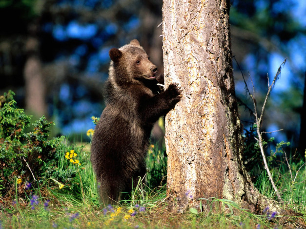 Обои картинки фото bear, hug, grizzly, cub, животные, медведи
