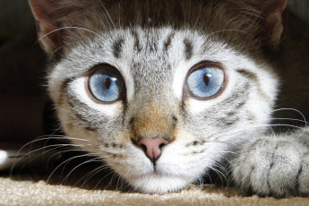 Картинка животные коты глазищи