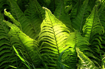 Картинка природа листья папоротник зеленый