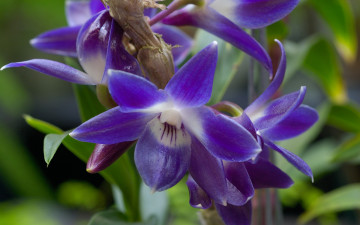 Картинка цветы орхидеи синий