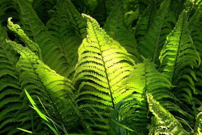 Обои картинки фото природа, листья, папоротник, зеленый