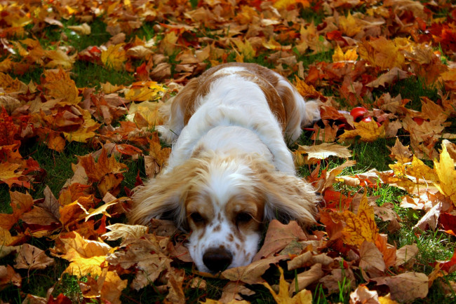 Обои картинки фото животные, собаки, спаниель, листья, пятнистый, осень