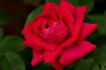 Картинка цветы розы лепестки королева красный