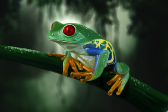 Картинка frog животные лягушки древесная лягушка
