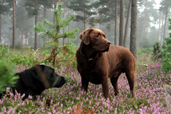 Картинка животные собаки лес