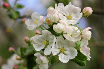 Картинка цветы цветущие деревья кустарники яблоня