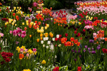 Картинка цветы тюльпаны разноцветный