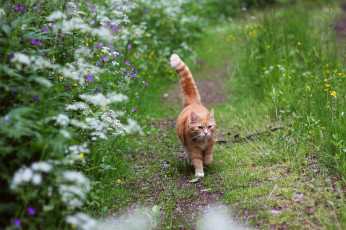 Картинка garfield на прогулке животные коты прогулка