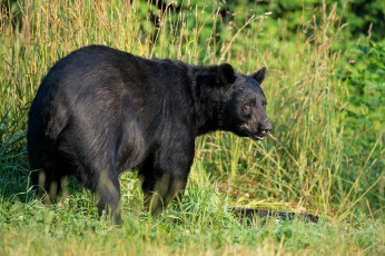 Картинка животные медведи большой черный