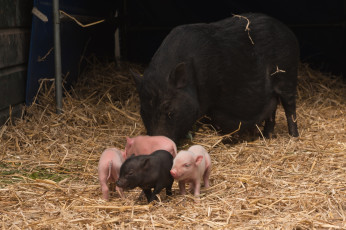 Картинка животные свиньи кабаны поросята малыши мама