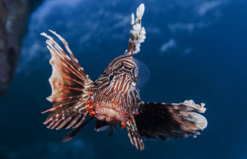 Картинка животные рыбы рыба-зебра lionfish полосатая крылатка рыба-лев broadbarred firefish