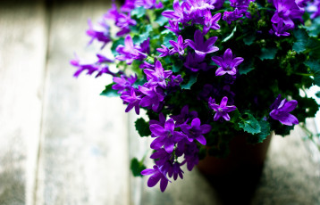 Картинка цветы колокольчики лиловый вазон