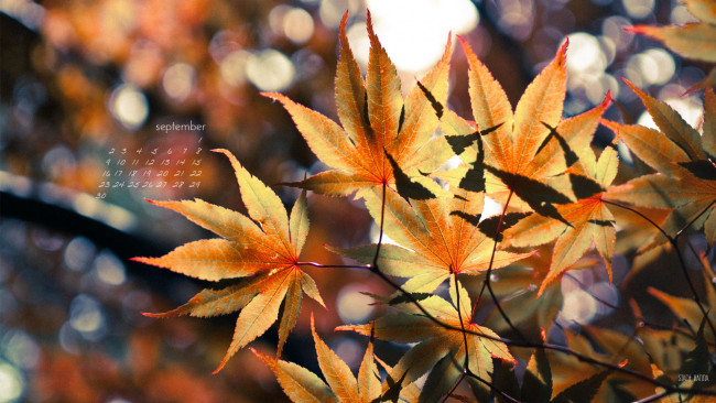 Обои картинки фото календари, природа, листья, осень, клен