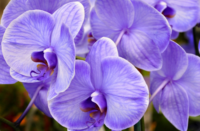 Обои картинки фото цветы, орхидеи, сиреневый, экзотика