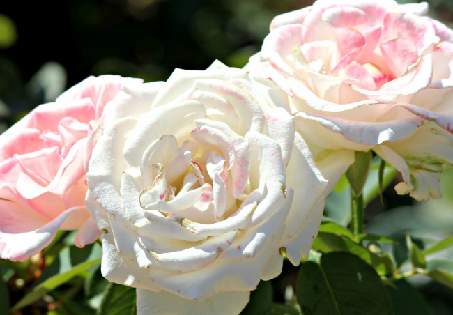 Обои картинки фото цветы, розы, сияющий, белый, лепестки