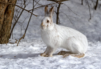 Картинка животные кролики зайцы заяц снег зима