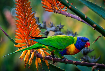 Картинка животные попугаи яркий тропики