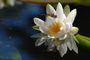 Картинка цветы лилии водяные нимфеи кувшинки белый отражение стрекоза