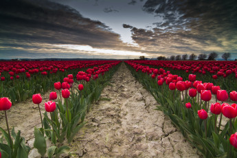 Картинка цветы тюльпаны поле закат