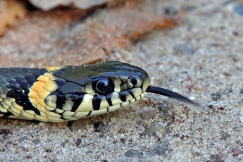 Картинка животные змеи питоны кобры змея голова язык песок