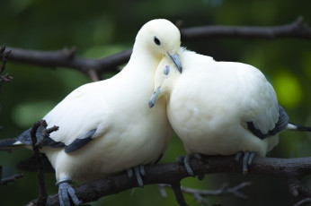 Картинка животные голуби парочка птицы любовь ветка