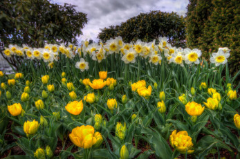Картинка цветы разные вместе тюльпаны нарциссы весна