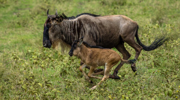обоя животные, антилопы, антилопа, гну, мама, малыш