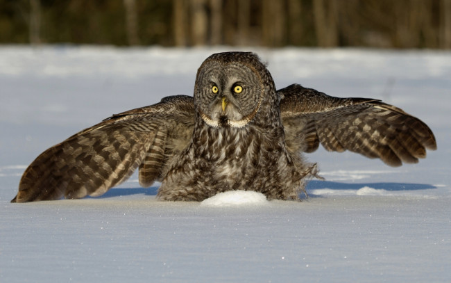 Обои картинки фото животные, совы, бородатая, неясыть, снег, зима, крылья