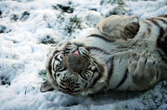 Обои картинки фото животные, тигры, снег, детеныш, белый, тигр