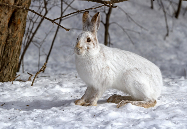 Обои картинки фото животные, кролики, зайцы, заяц, снег, зима