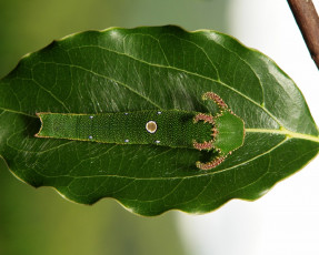 Картинка животные гусеницы рогатая необычная зелёная лист гусеница itchydogimages