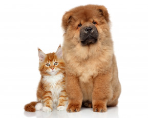 Картинка животные разные+вместе рыжий Чау-чау кошка собаки