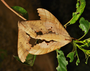 Картинка животные бабочки мотыльки itchydogimages макро крылья веточка пара усики