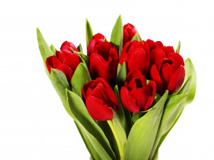 Картинка цветы тюльпаны красные букет