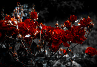 Картинка цветы розы сад кусты бордовые