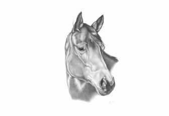 Картинка рисованные животные +лошади лошадь