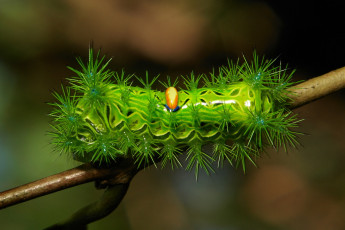 Картинка животные гусеницы itchydogimages необычная зелёная шипастая лист гусеница макро