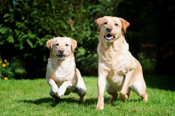 Картинка животные собаки трава две лабрадор ретривер